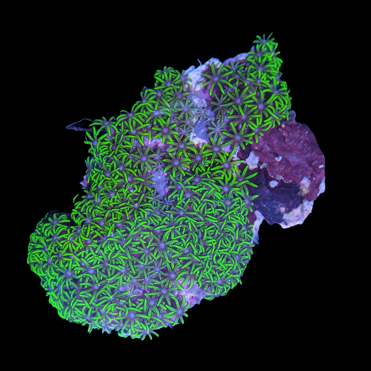 Mini Colony Star Polyps