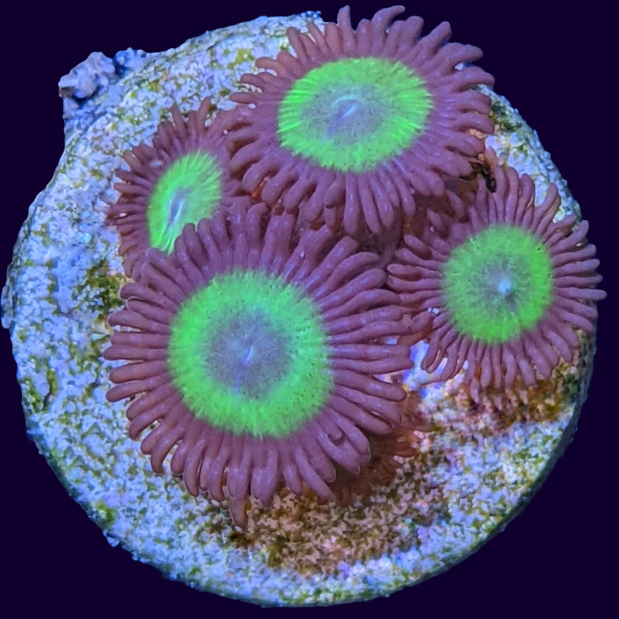 Fake Candy Apple Zoa Frag (UK Grown)