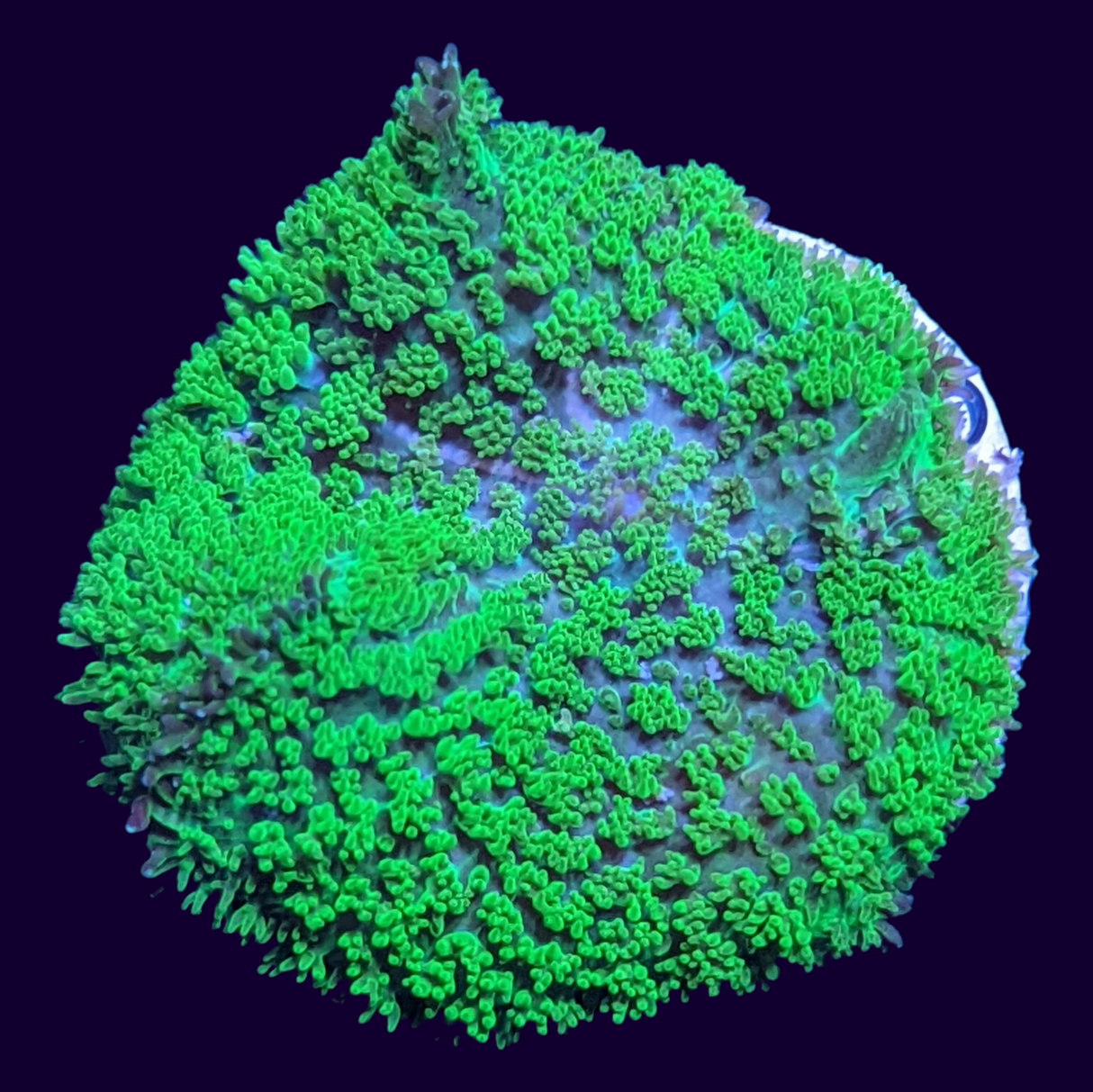 Fuzzy Green Rhodactis Mushroom