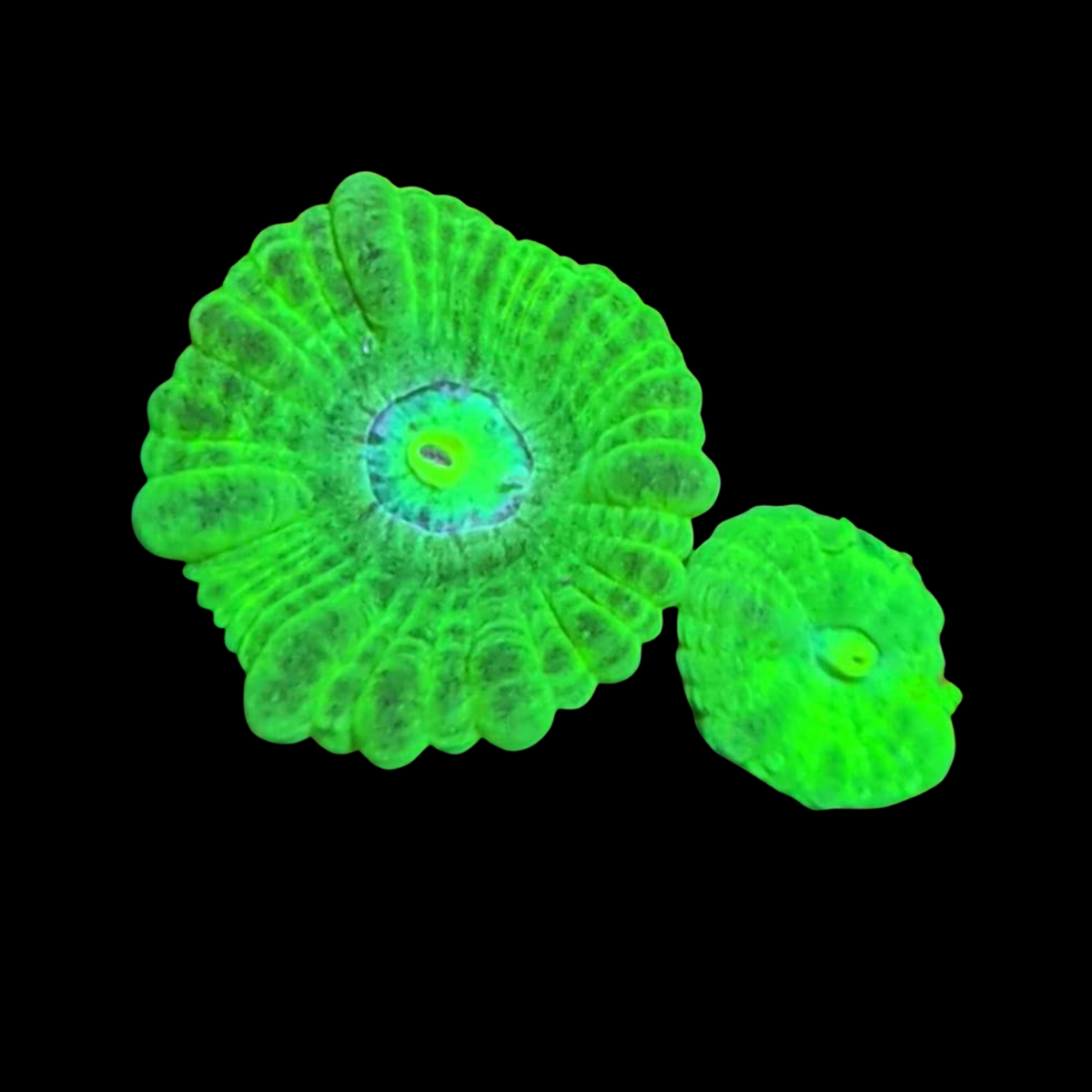 Toxic Green Candy Cane