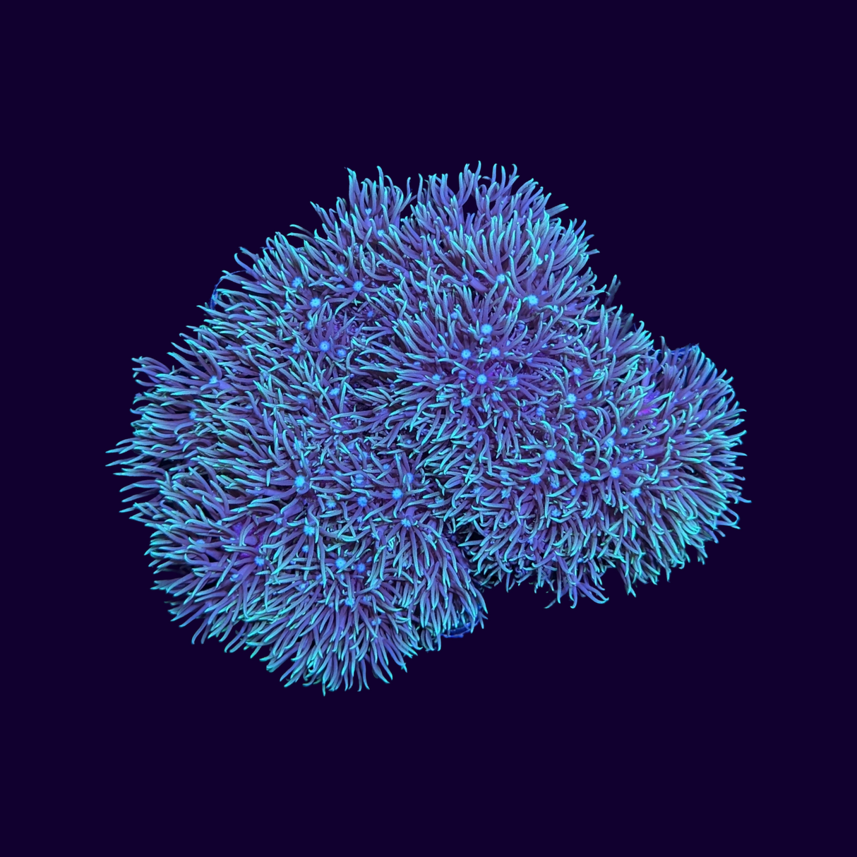 Green Star Polyp Mini Colony