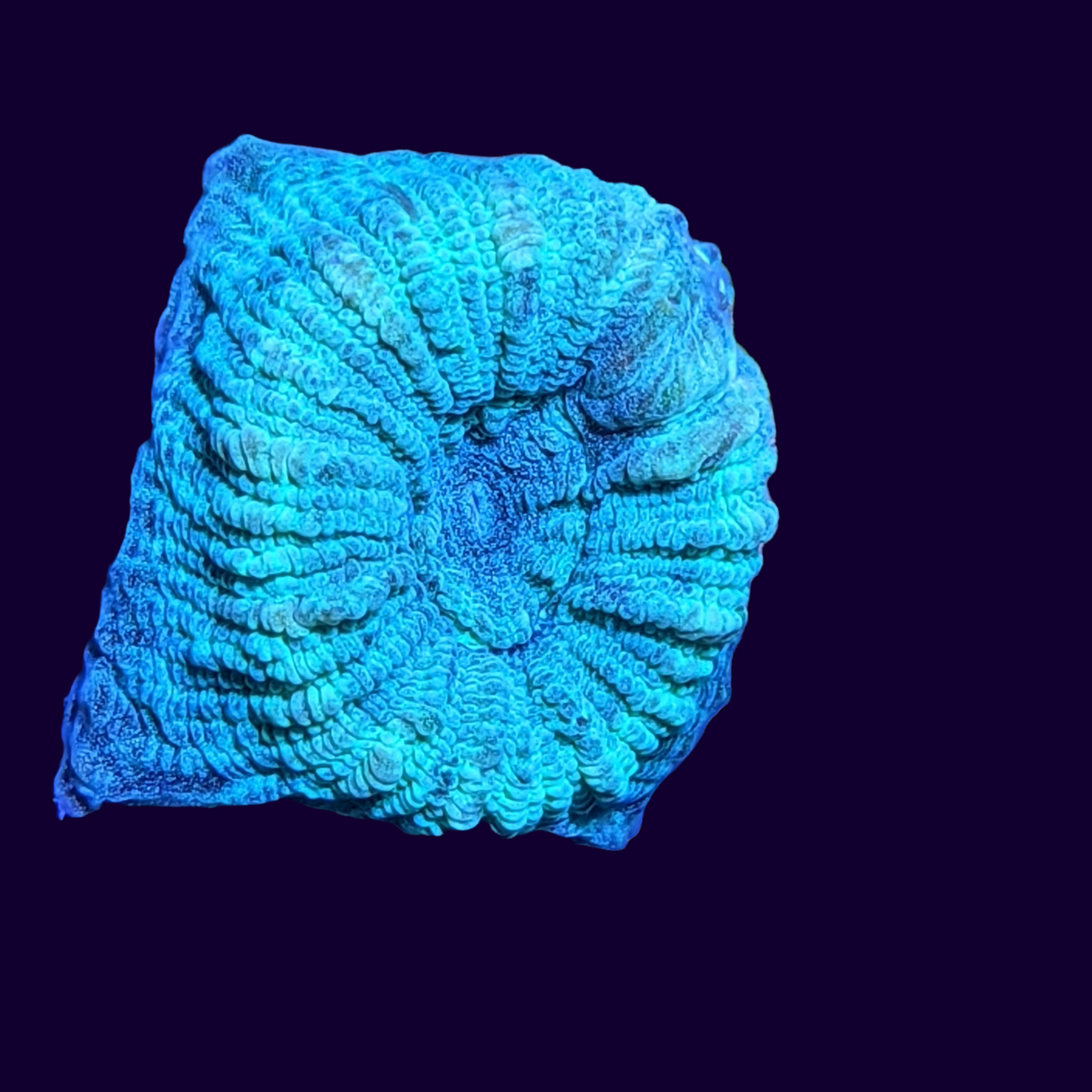 Reverse Prism Goniastrea