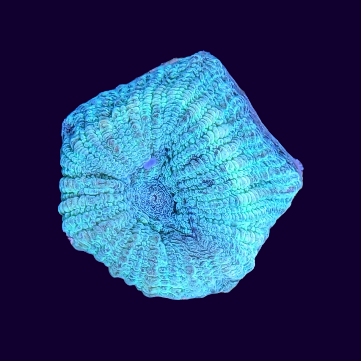 Reverse Prism Goniastrea