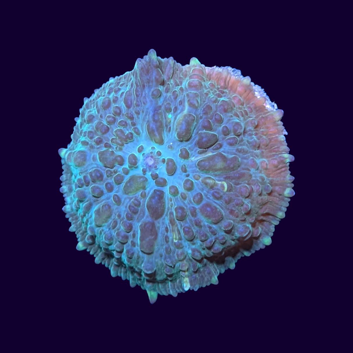 Green Flex Rhodactis