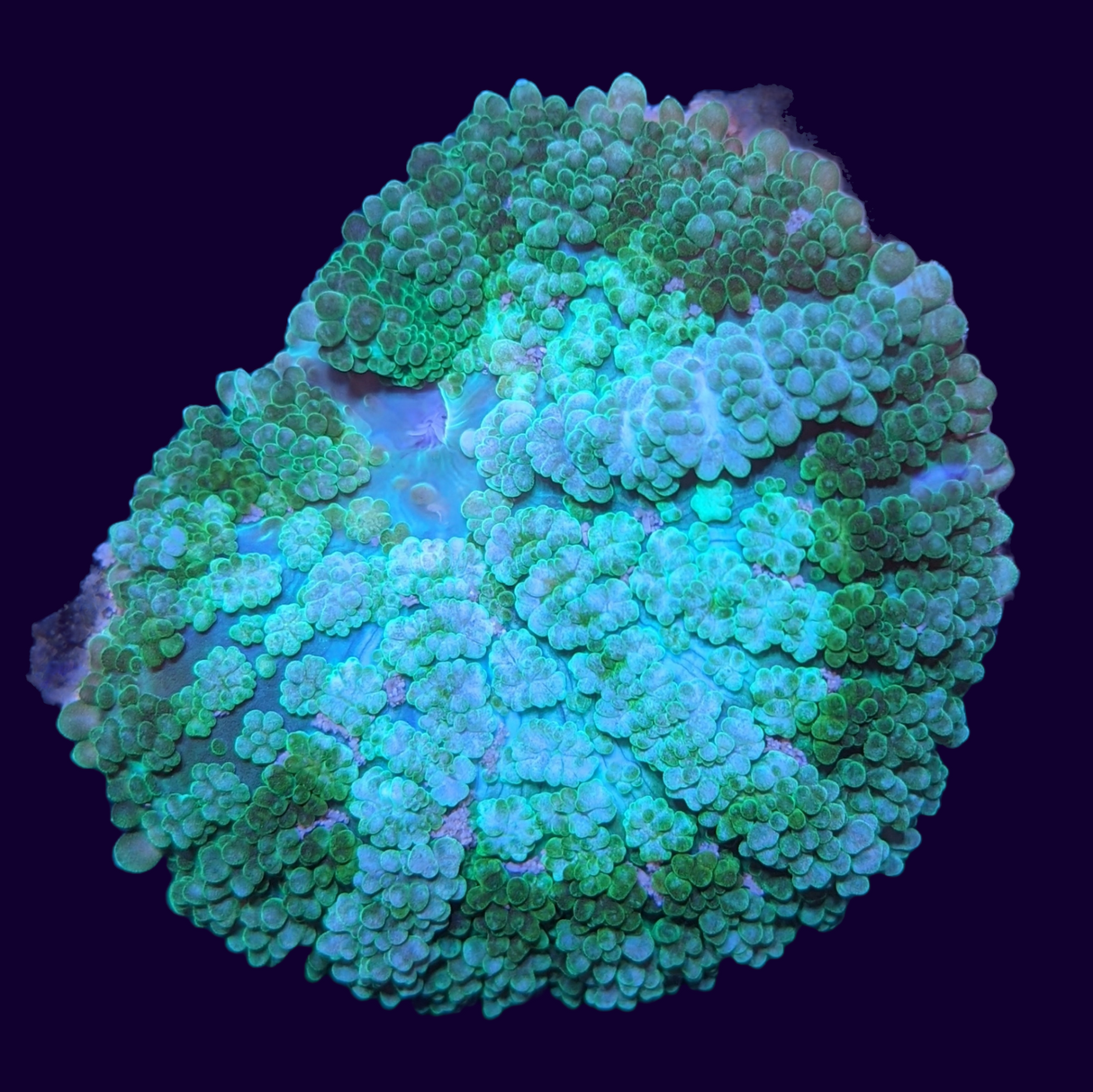Green Hulk Rhodactis Mushroom