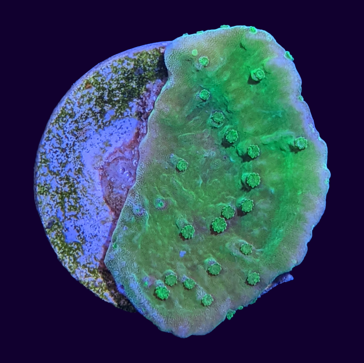 Green Montipora