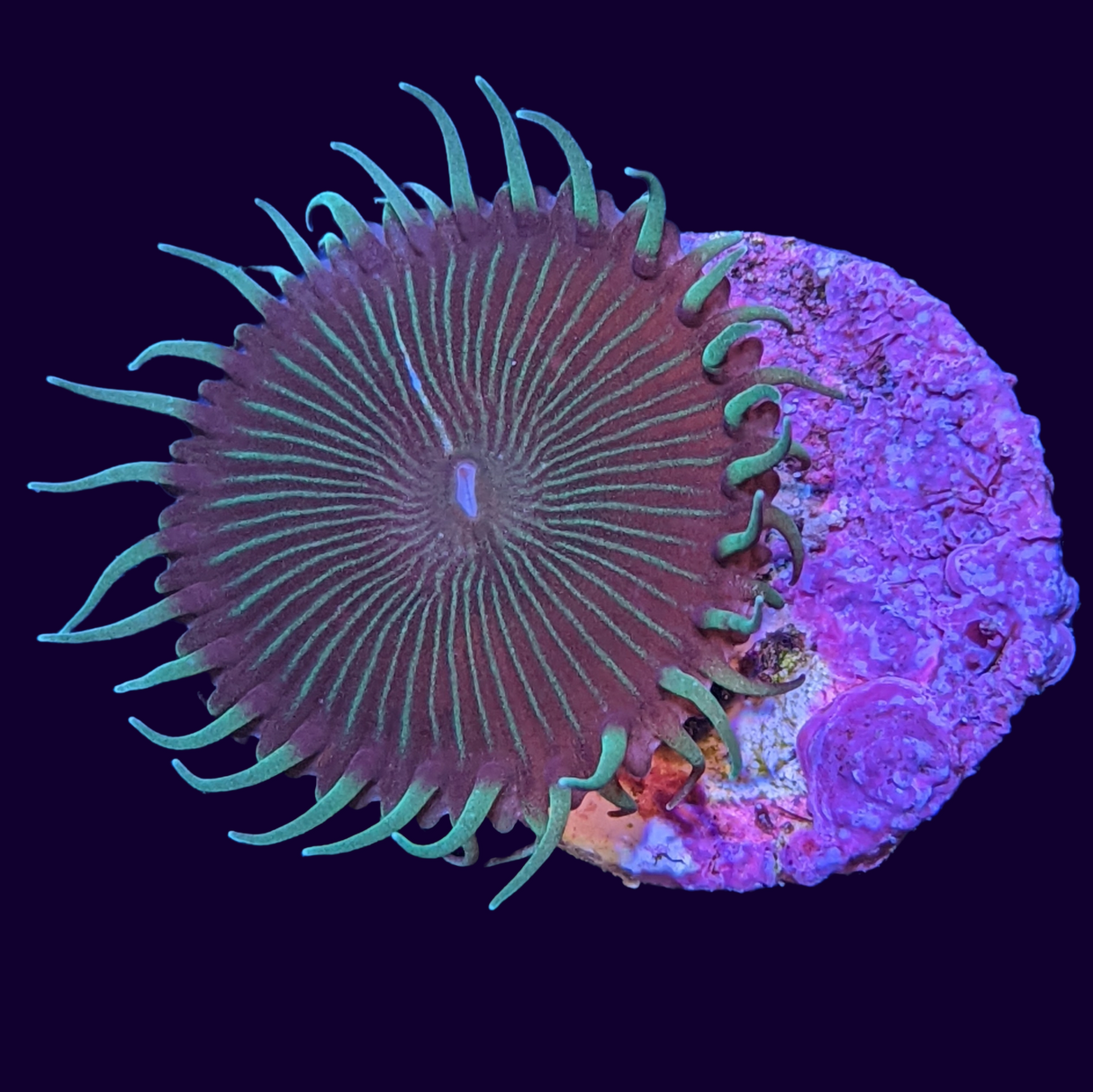 Green Paly Zoa Frag (UK Grown)