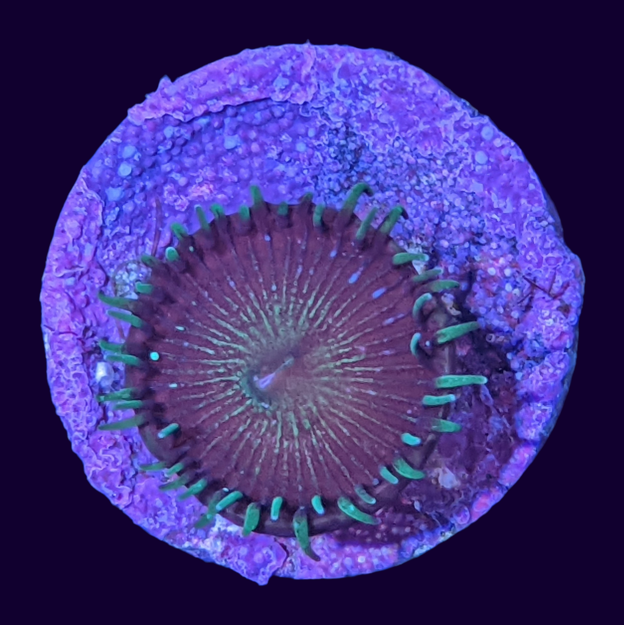 Green Paly Zoa Frag (UK Grown)