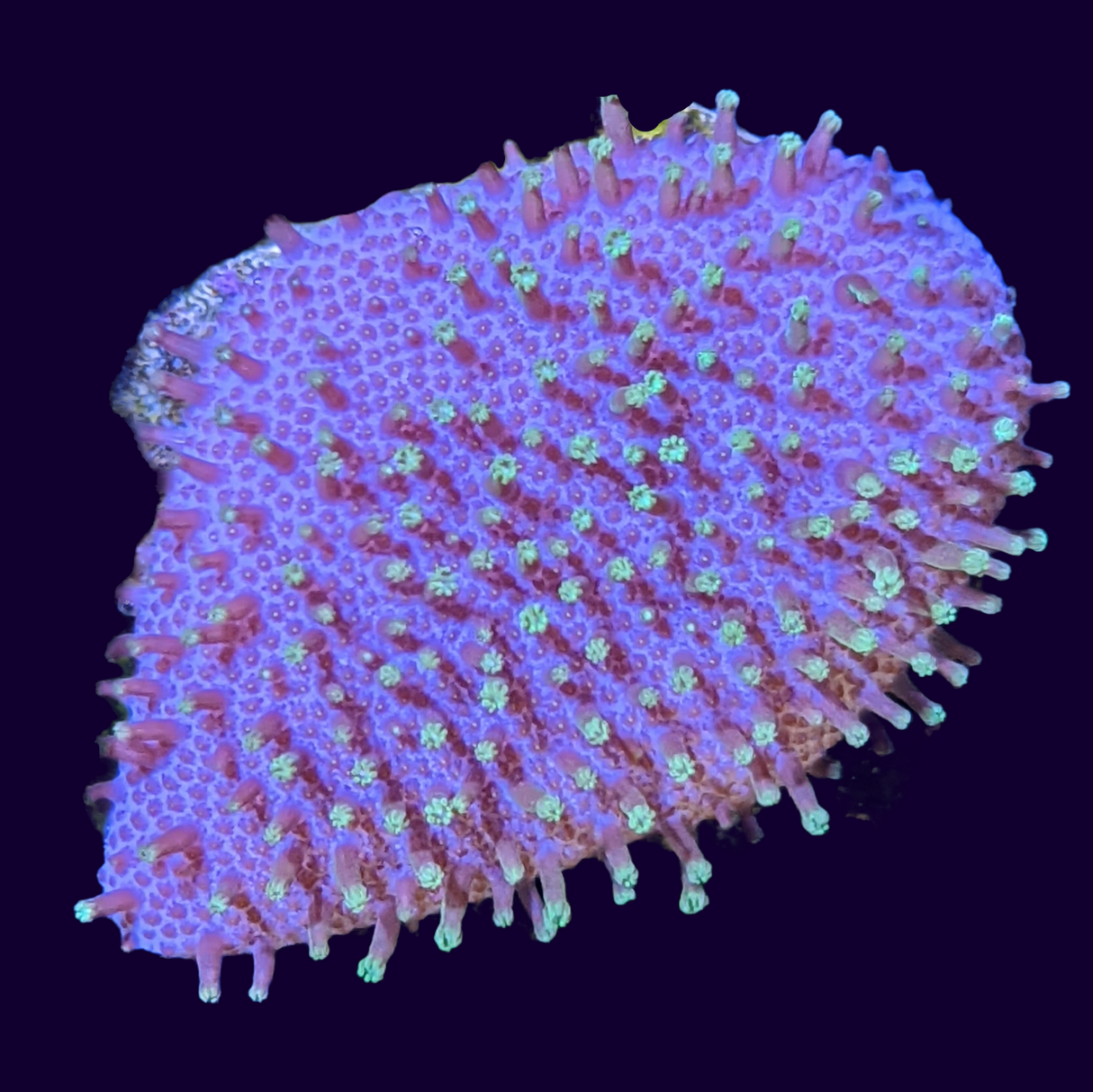 Green Polyp Toadstool Frag