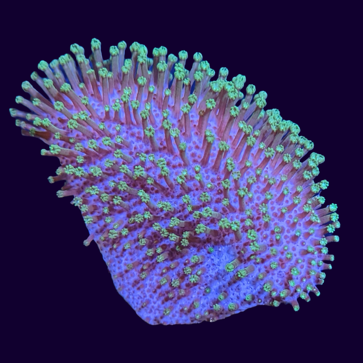 Green Polyp Toadstool Frag