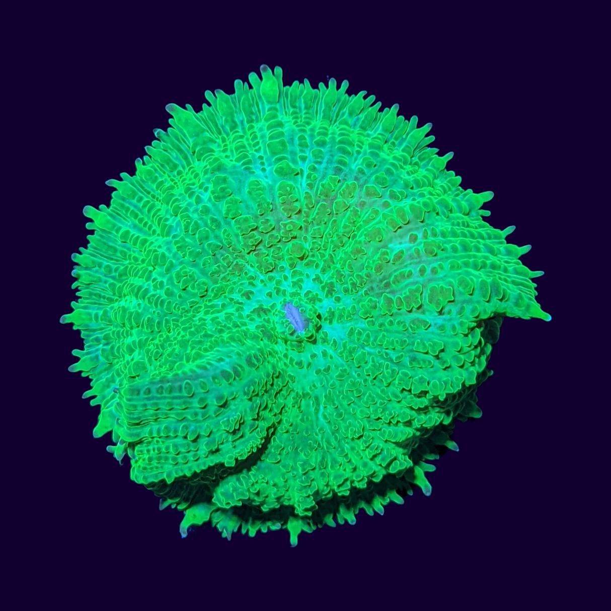 Green Rhodactis Mushroom