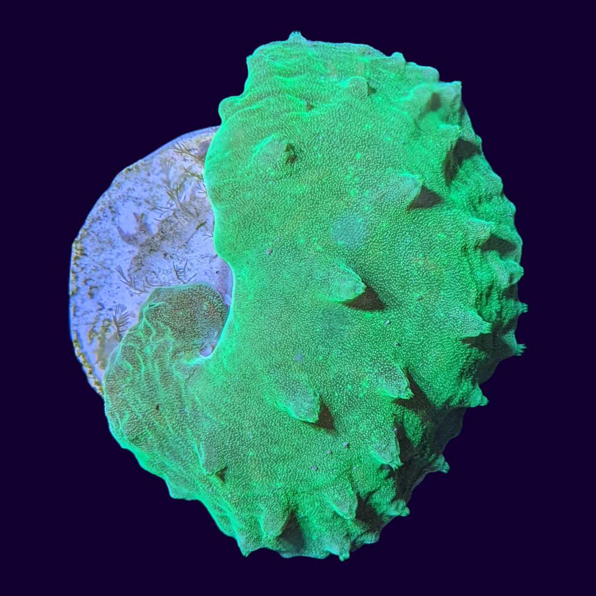 Green Sinularia Dura Cabbage Coral