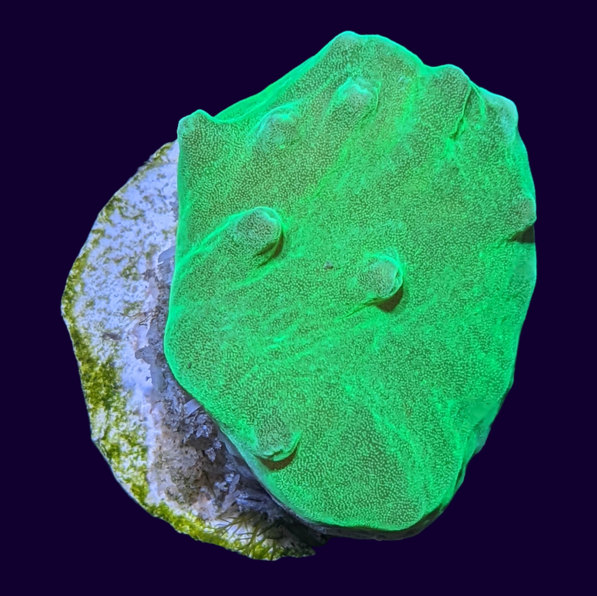 Green Sinularia Dura Cabbage Coral