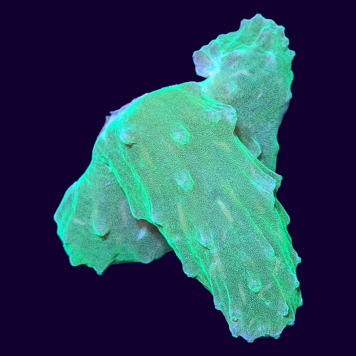 Green Sinularia Dura Cabbage Coral