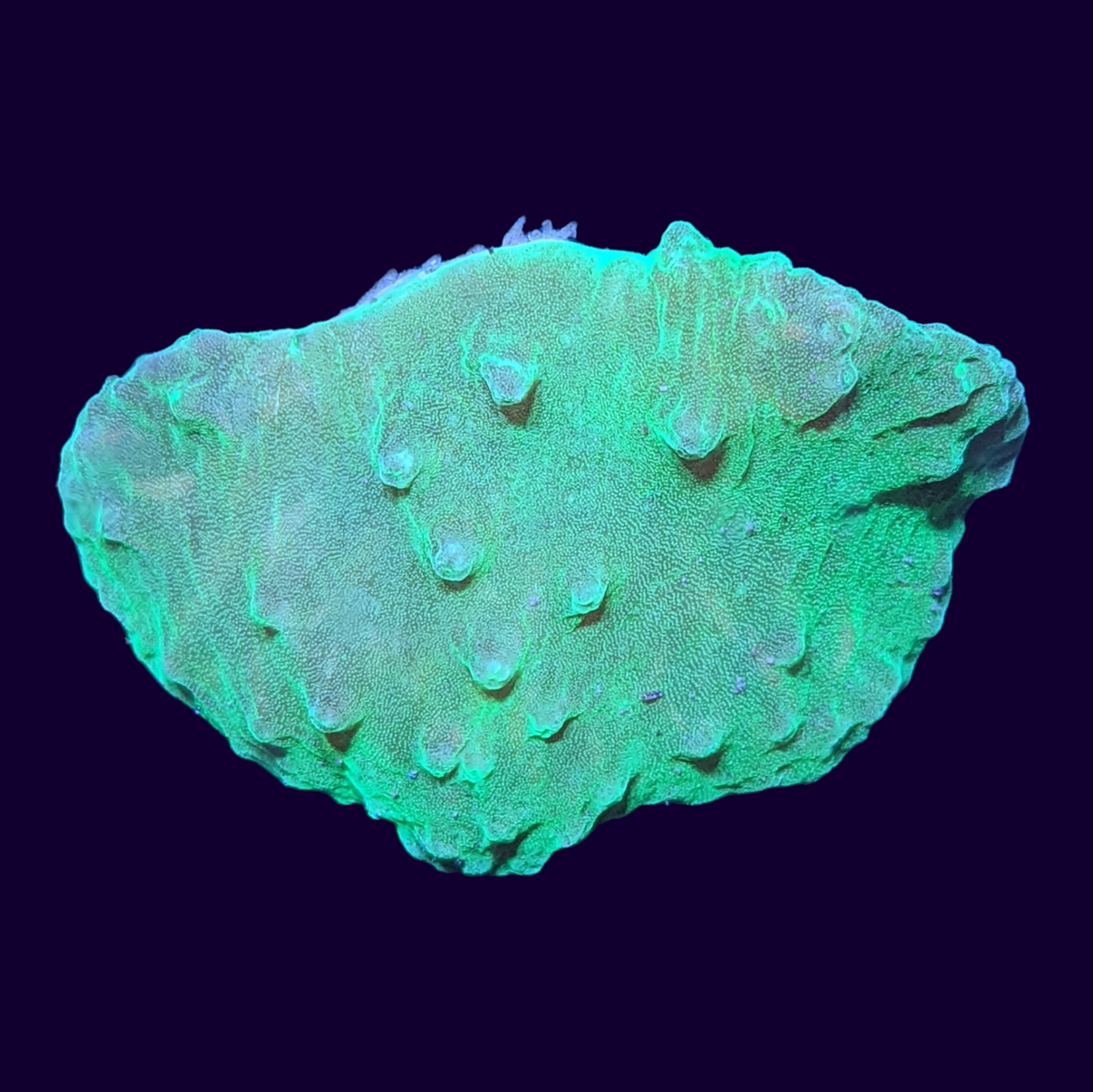 Green Sinularia Dura Cabbage Coral