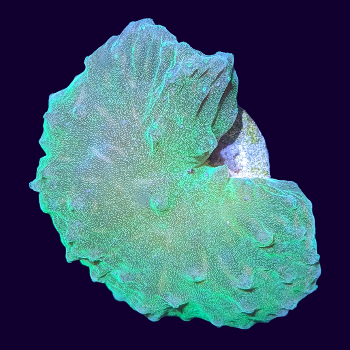 Green Sinularia Dura Cabbage Coral