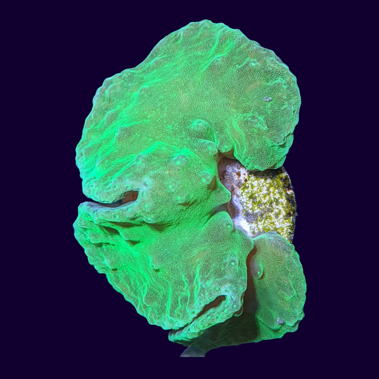 Green Sinularia Dura Cabbage Coral