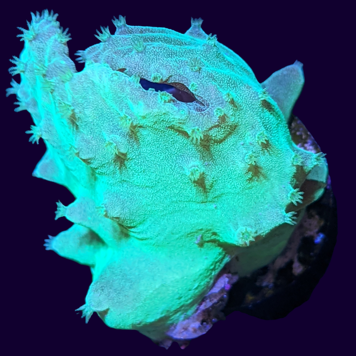 Green Sinularia Dura Cabbage Coral