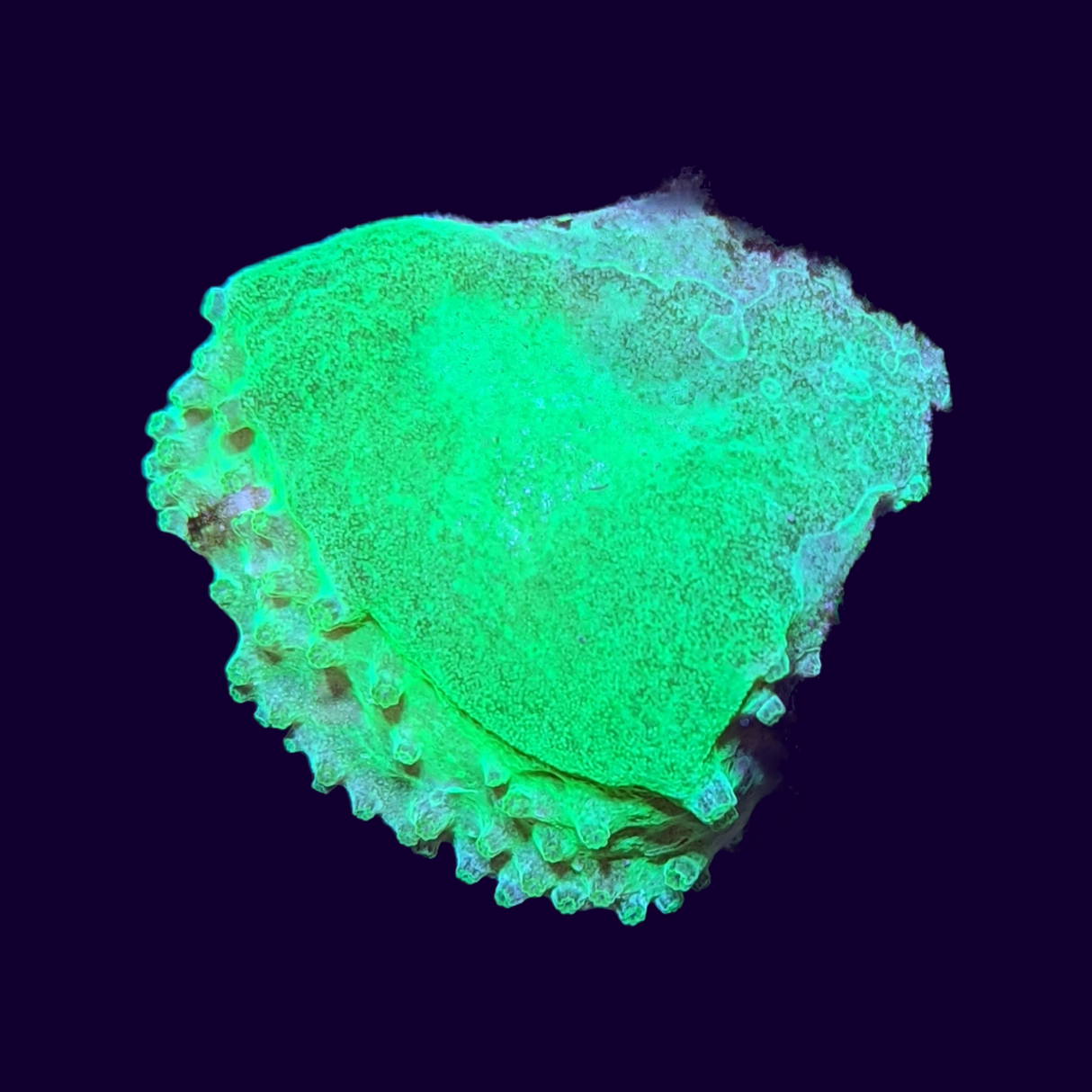 Green Sinularia Dura Cabbage Coral