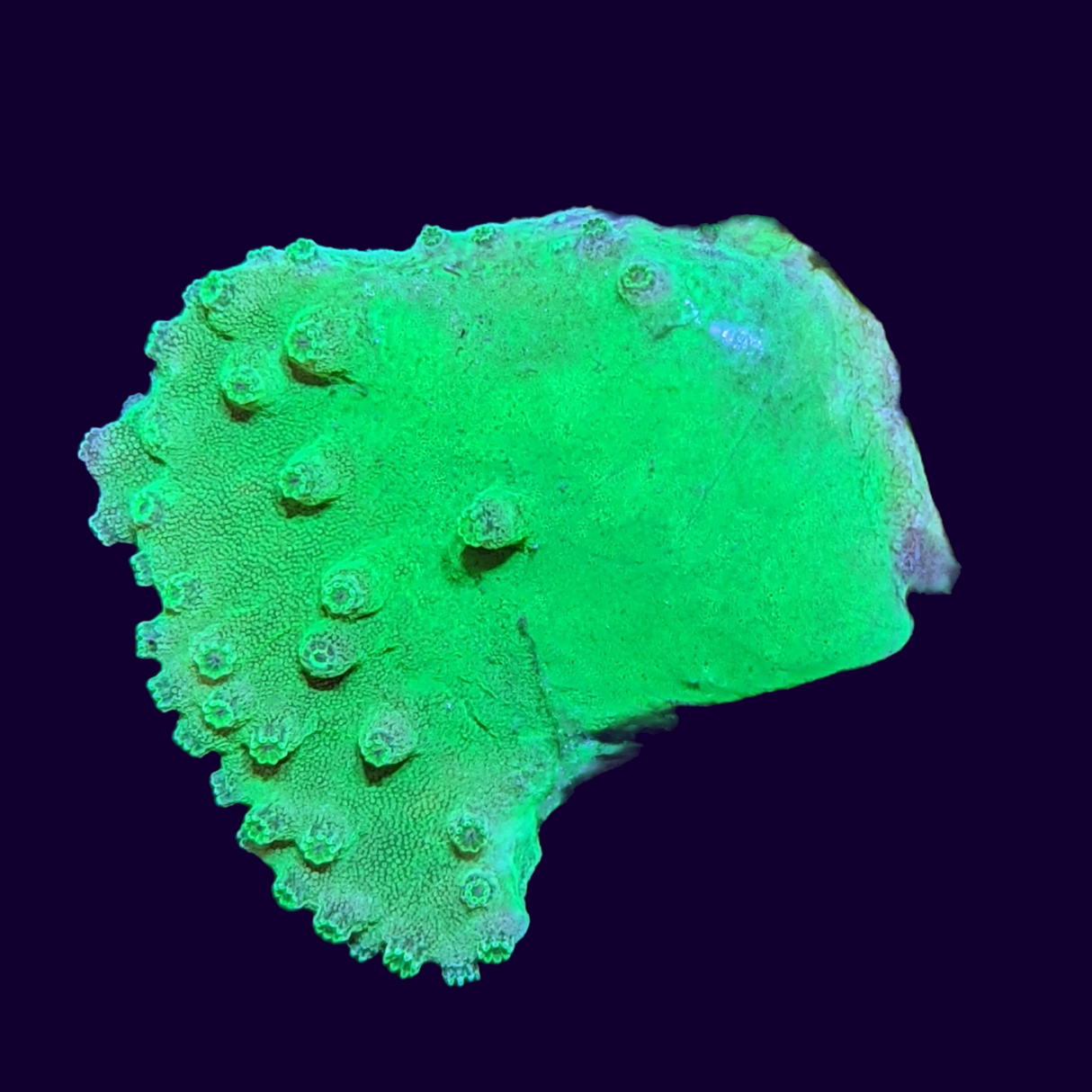 Green Sinularia Dura Cabbage Coral