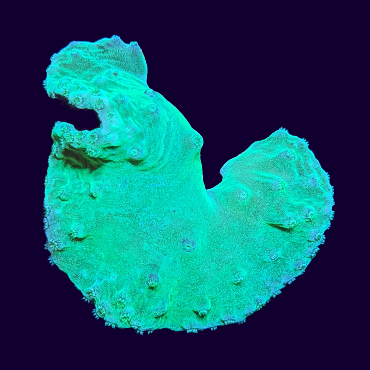 Green Sinularia Dura Cabbage Coral