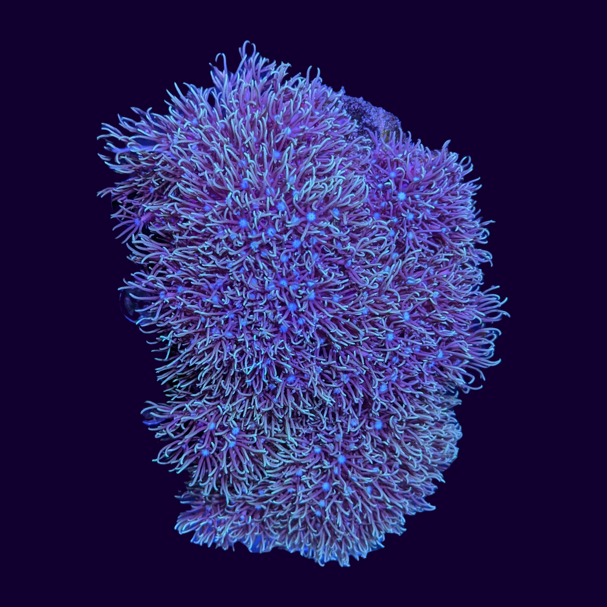 Green Star Polyp Colony