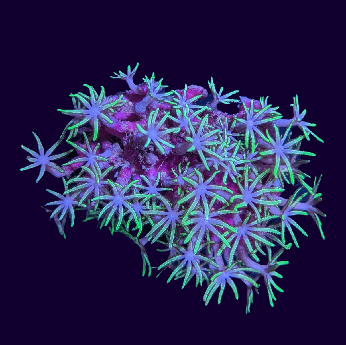 Green Star Polyp Frag