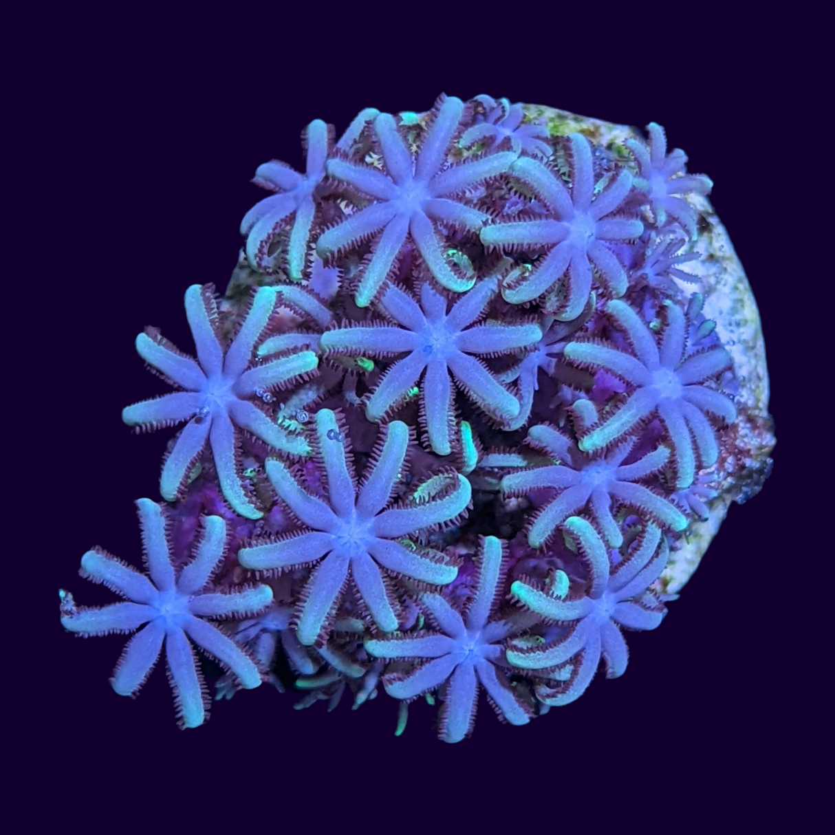 Green Star Polyps (UK Grown)