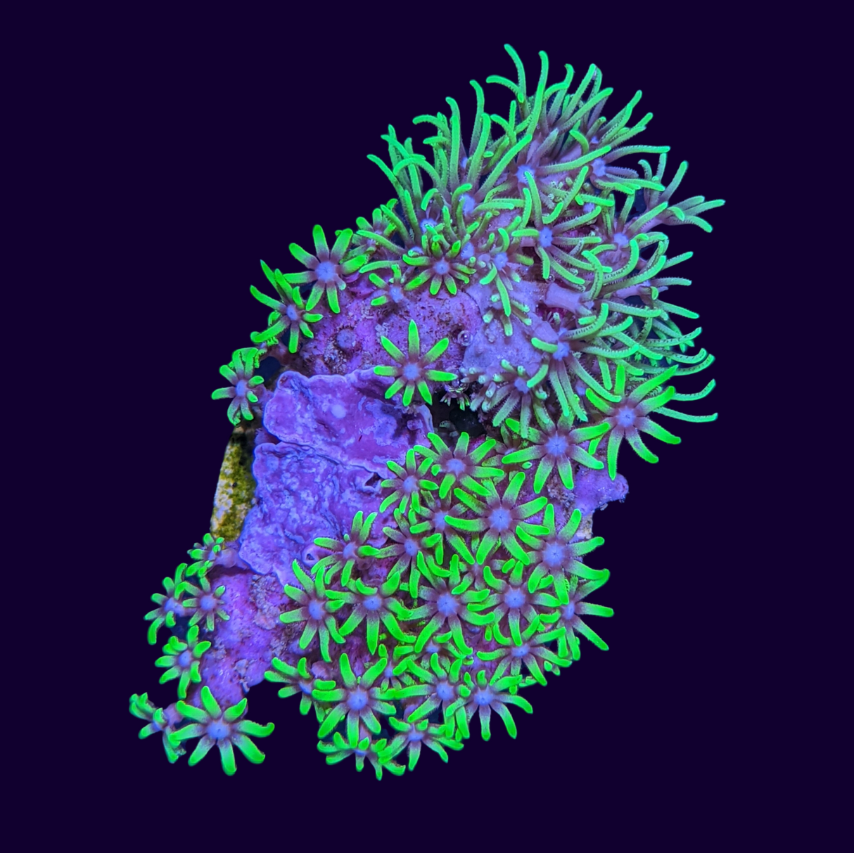 Green Star Polyp Frag