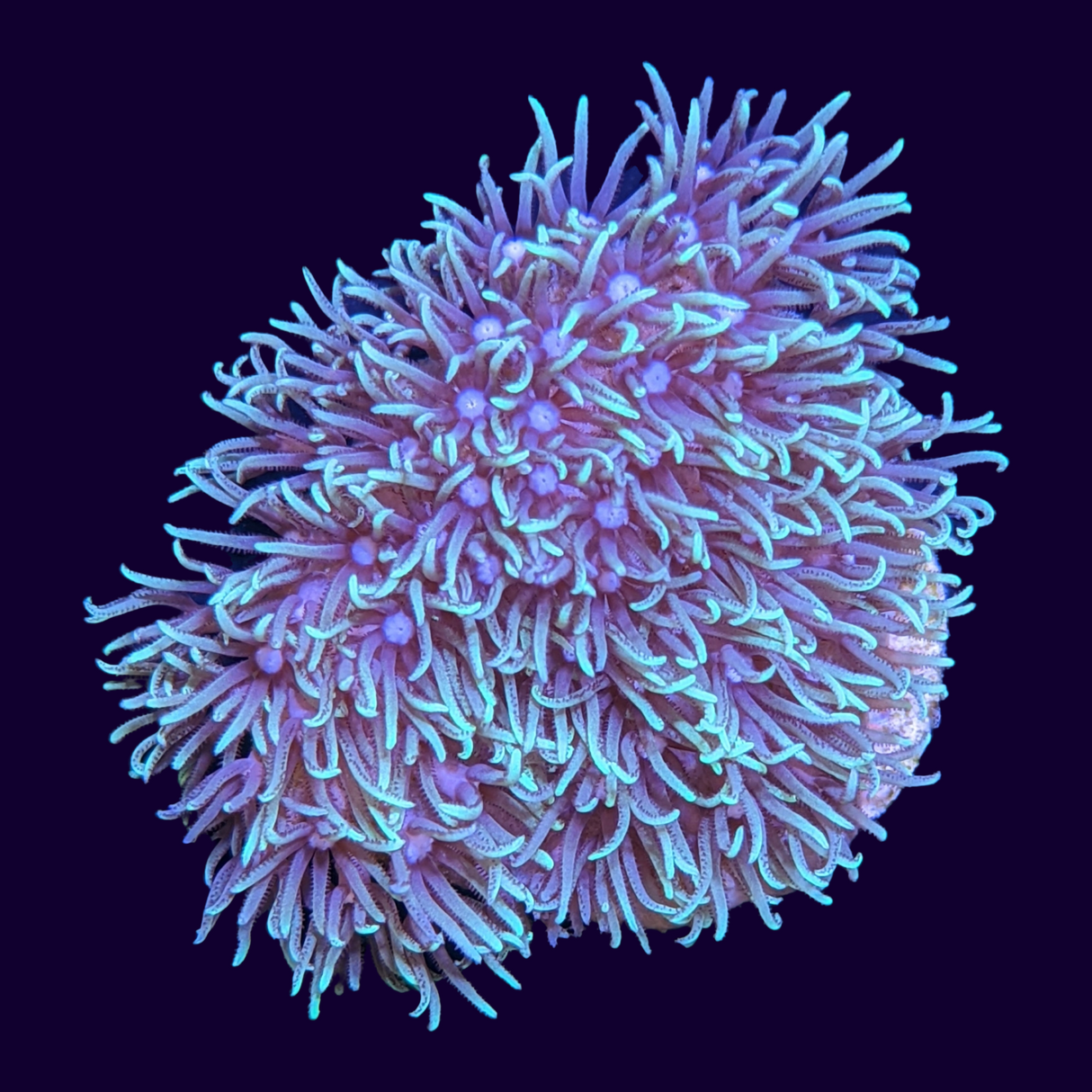 Green Star Polyp Frag