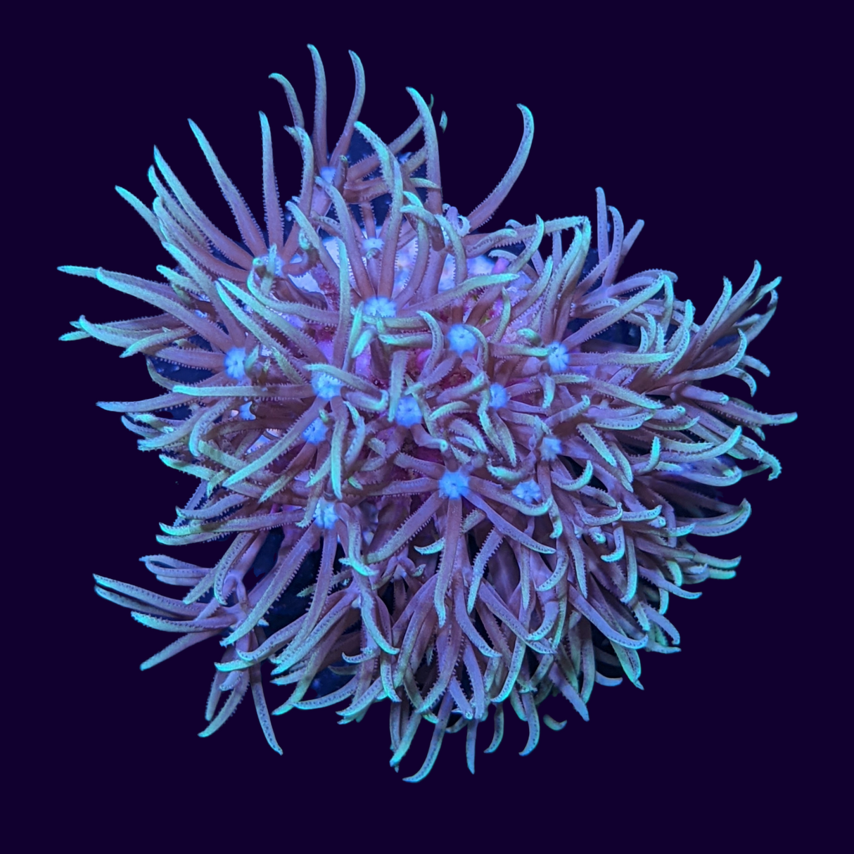 Green Star Polyp Frag