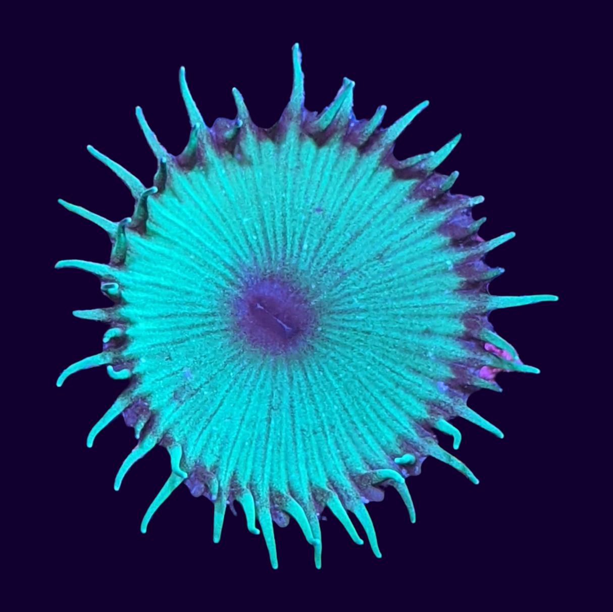 Green Paly Zoa