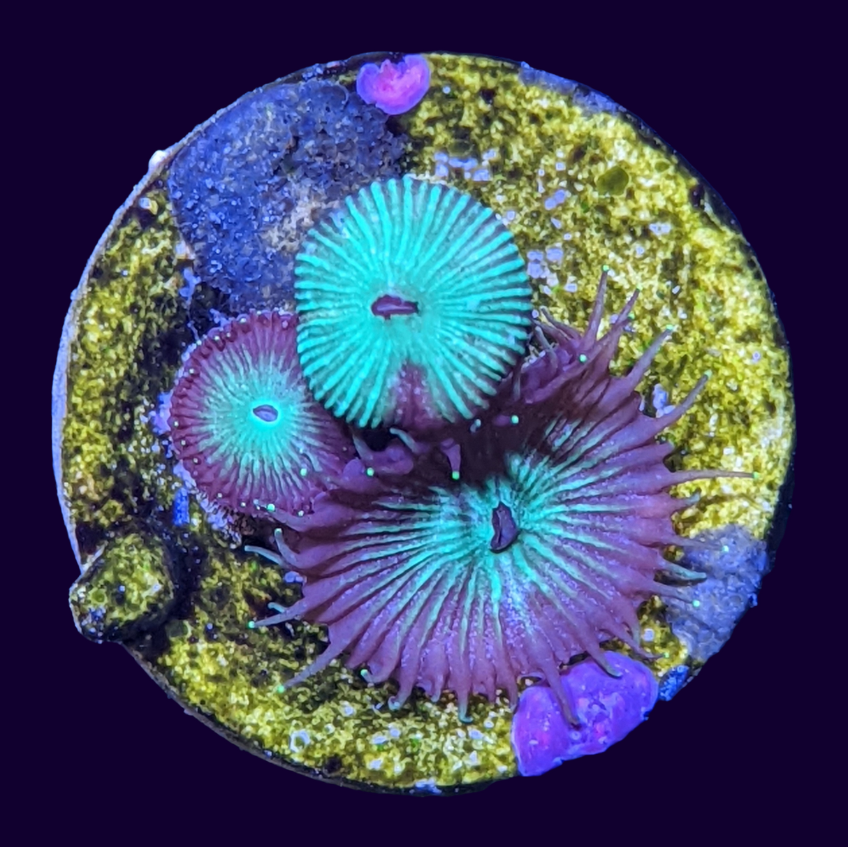 Green Paly Zoa Frag (UK Grown)