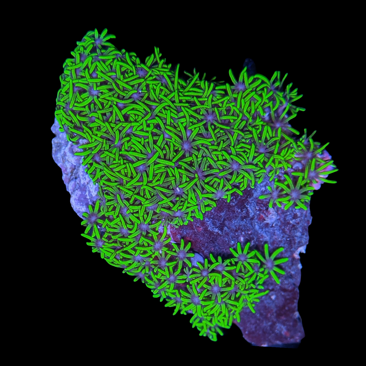 Mini Colony Star Polyps
