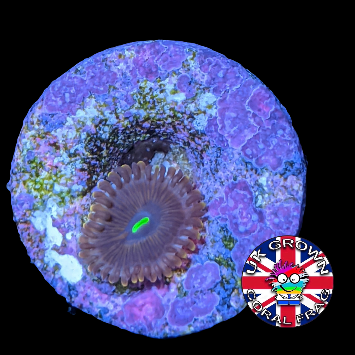 Red People Eater Zoa Frag (UK Grown)