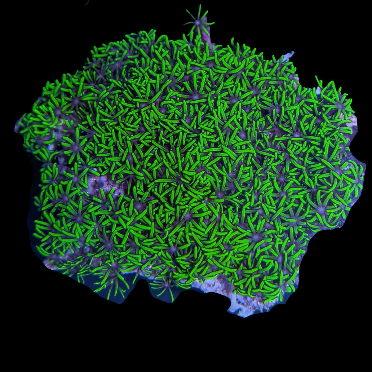 Mini Colony Star Polyps