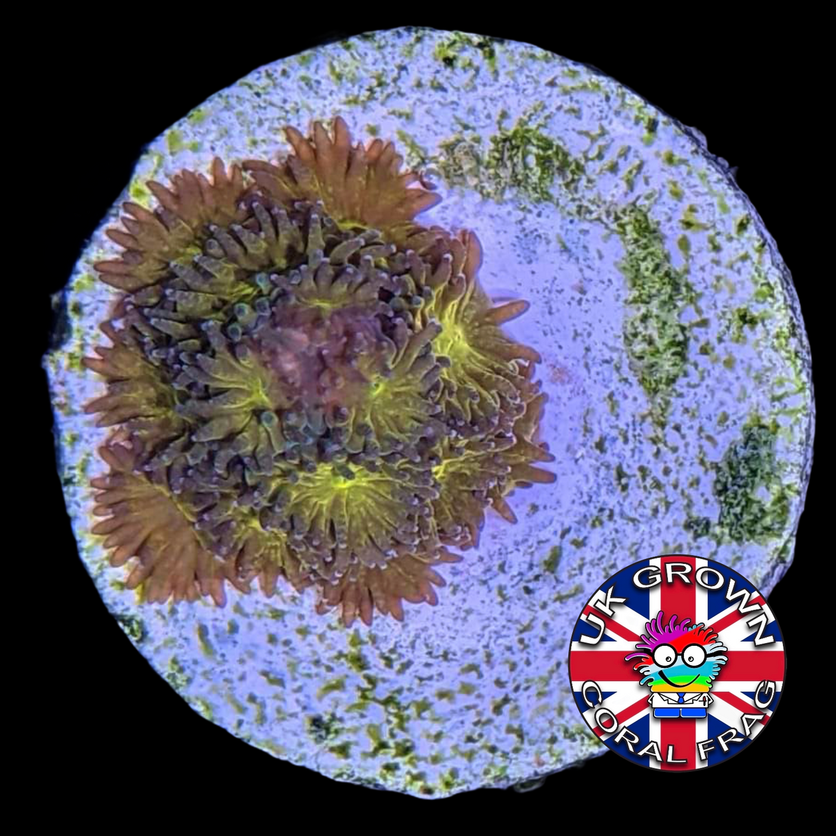 Orange Leptastrea Frag (UK Grown)