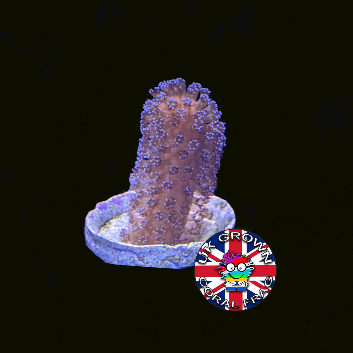 Stylophora Pistillata (UK Grown)