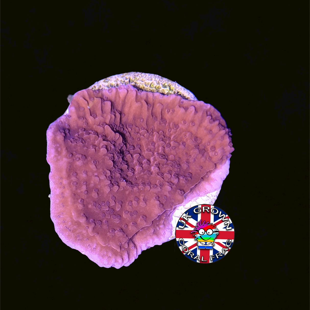 Red plating Montipora (UK Grown)