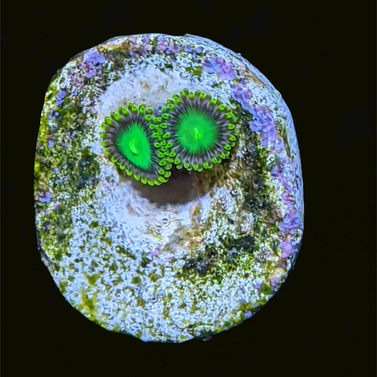 Radioactive Dragons Eyes Zoa Frag