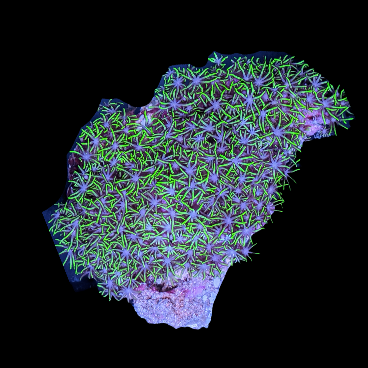 Mini Colony Star Polyps