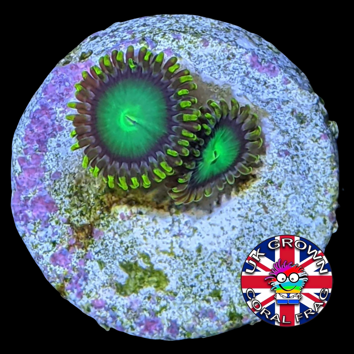 Radioactive Dragons Eyes Zoa Frag (UK Grown)