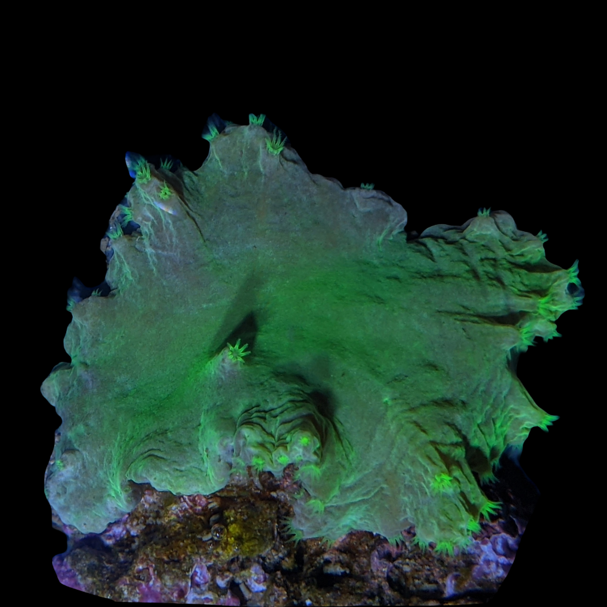 Green Sinularia Dura Cabbage Coral Colony