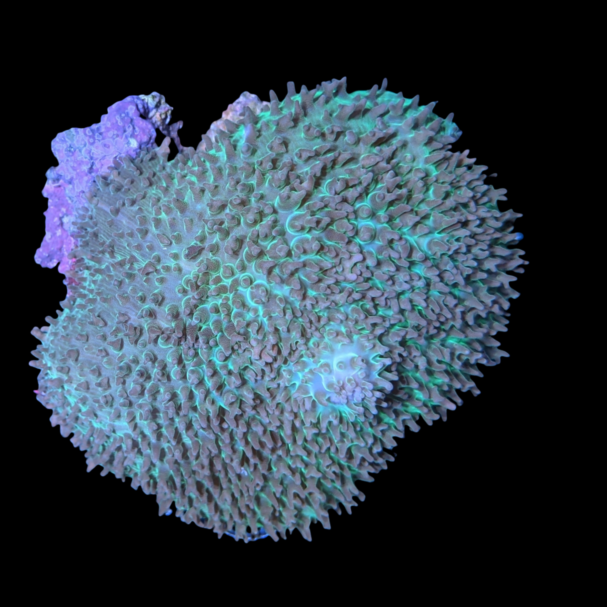 XL Indonesian Mushroom