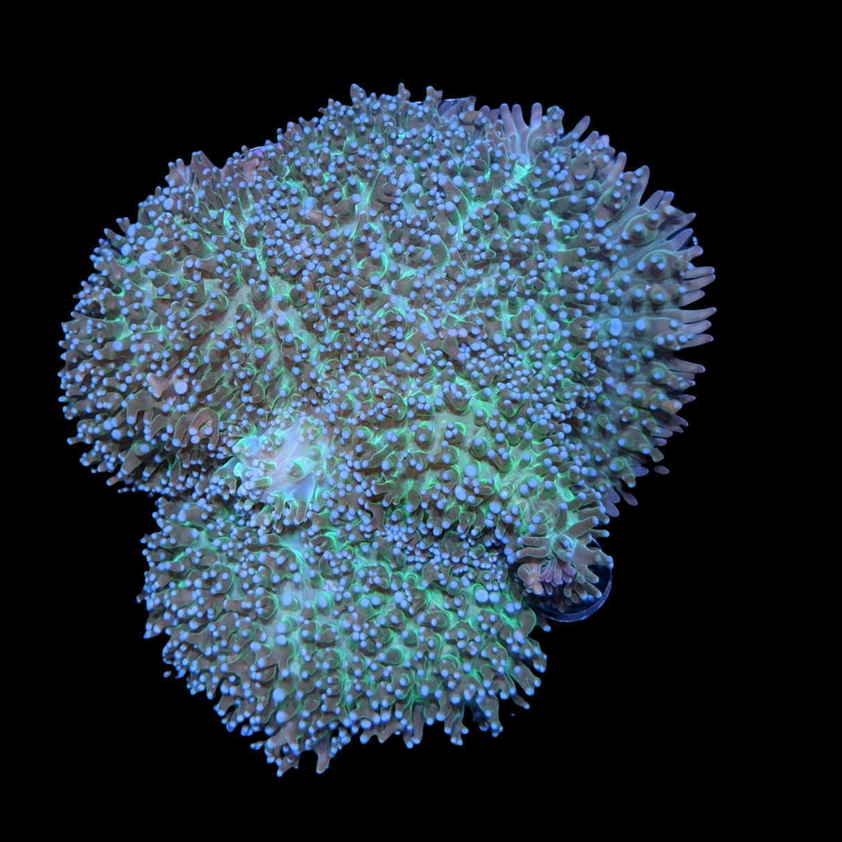 XL Indonesian Mushroom