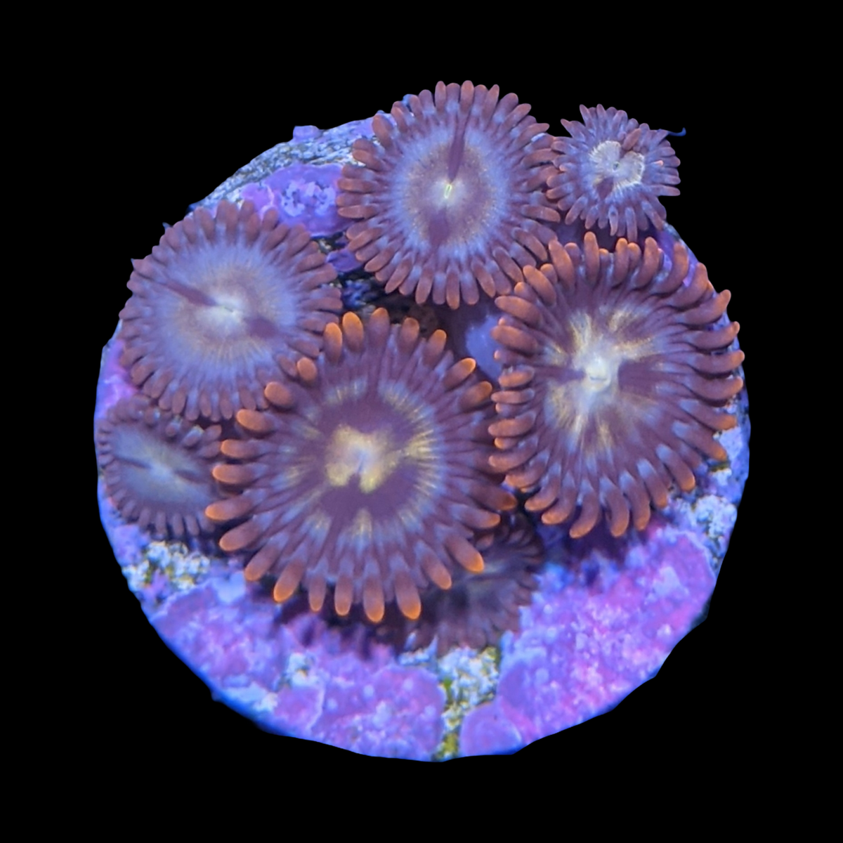 Chocolate Orange Zoa Frag