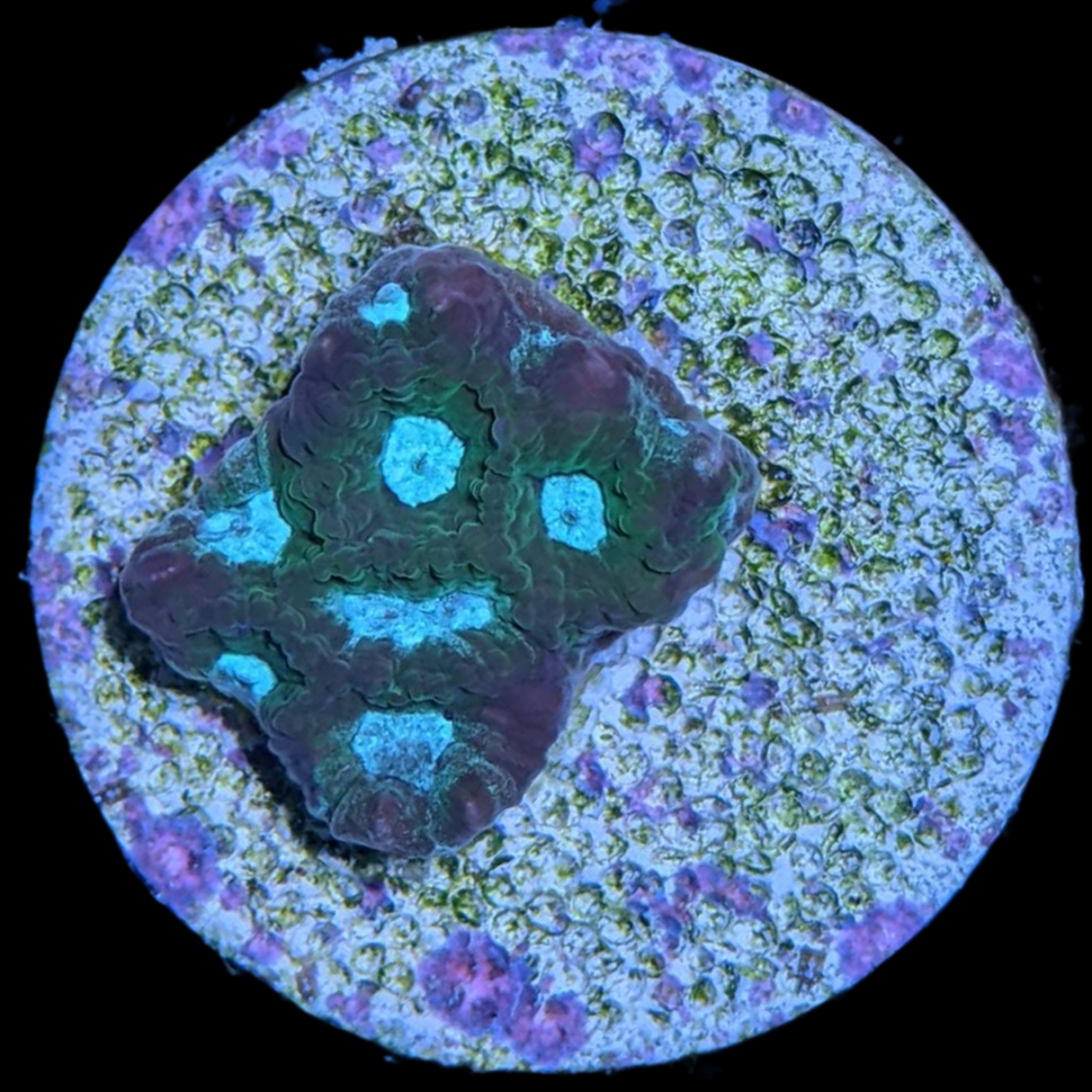 Emerald City Plesiastrea