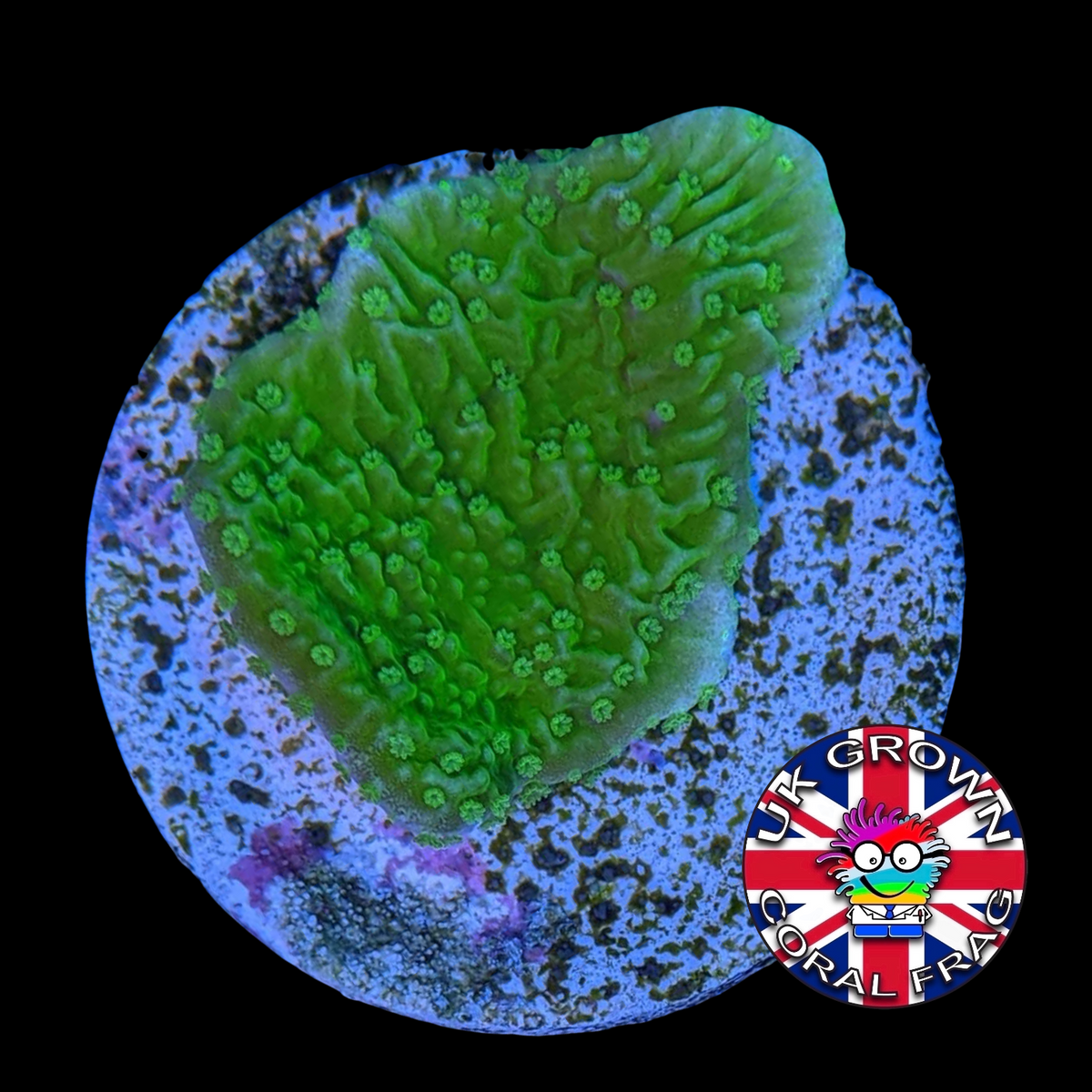 Green plating Montipora (UK Grown)