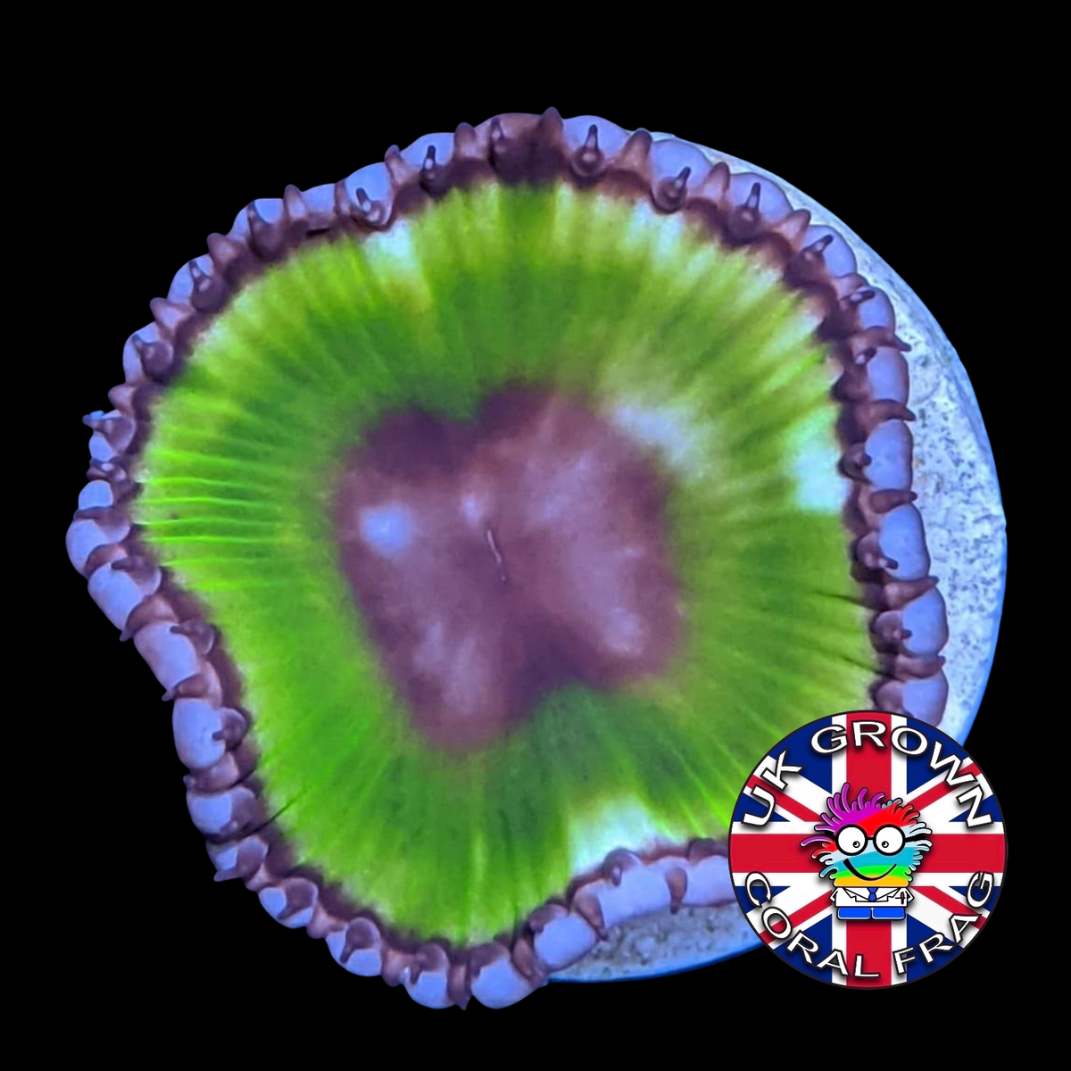 Grandis Paly Zoa Frag (UK Grown)