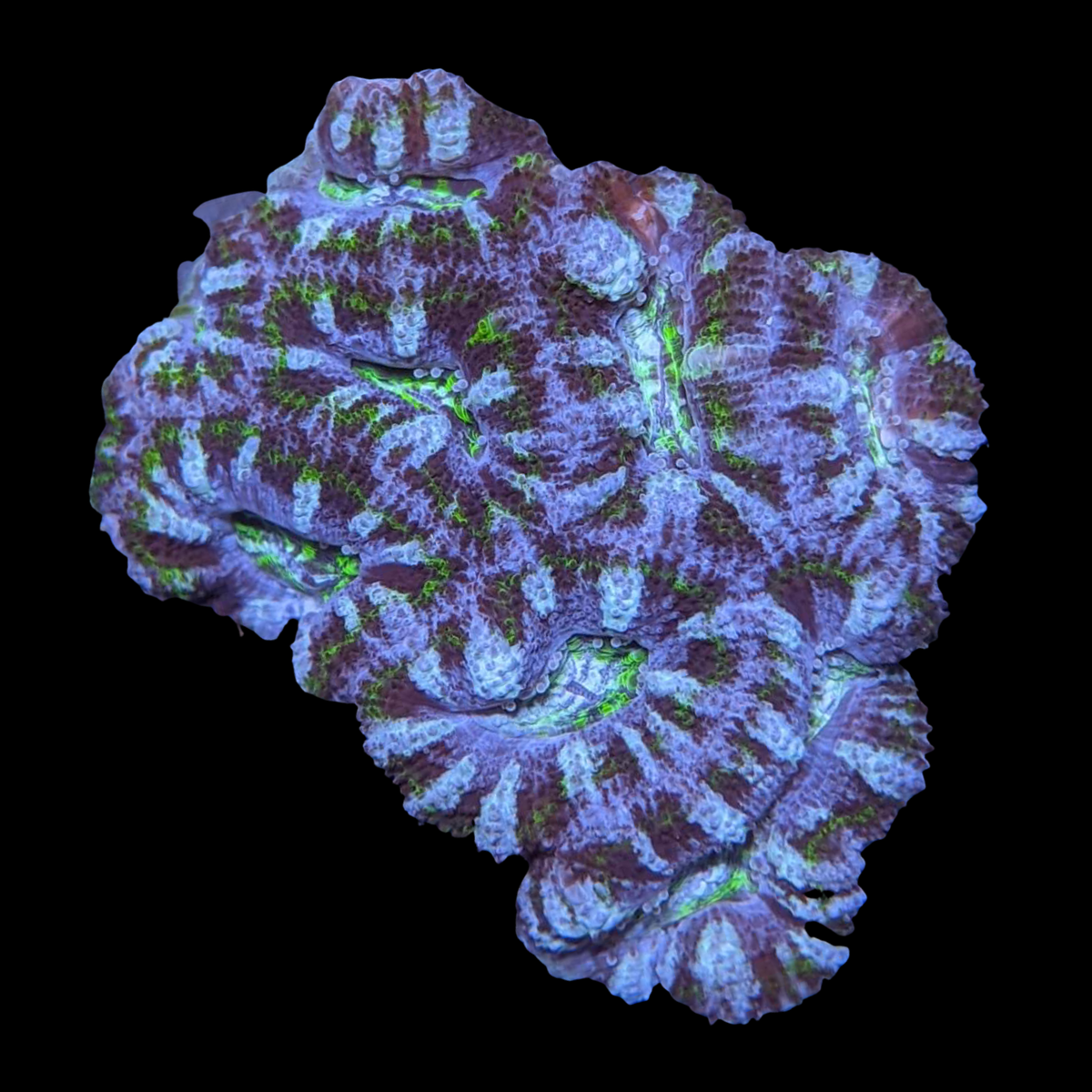 Acanthastrea Lordhowensi